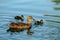 Female Ðœallard duck Ðnas platyrhynchos swimming in the lake and her recently hatched ducklings